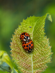 Harlequin ladybirds Mating on a Leaf