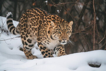 Obraz premium amur leopard prowls through a snowy landscape. Endangered species. AI generative image.
