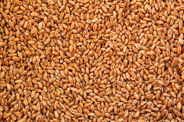 Whole golden wheat grain kernels background. Harvesting season concept. Textured design effect....