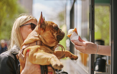 Cute young bulldog eating an ice cream. Onwer spoiling her pet with dessert food