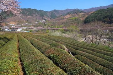 Tea field in Hwagae, South Korea