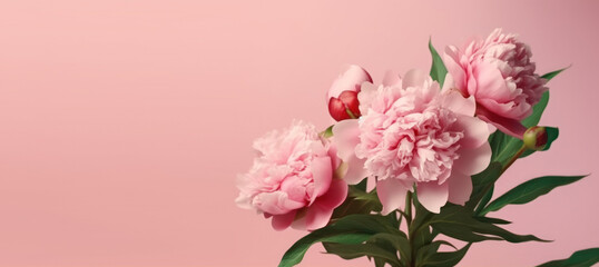 Fototapeta premium Pink Peony Flower on pink background, generative