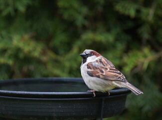 sparrow in the garden,sperling im garten