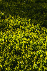 Green fence in a summer park. Nature background