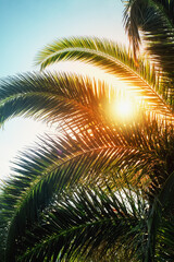 Tropical palm tree with sun light