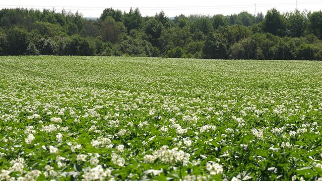 blooming summer potato field, white flowers sway in the wind. rows of potatoes
