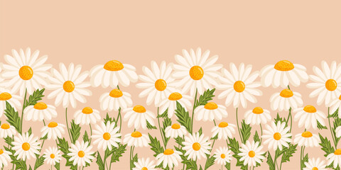 Fototapeta na wymiar Seamless pattern with blooming daisies. Chamomile vector floral illustration for postcard, poster, fabric, wrapping paper, decor etc. Flowers for spring and summer holidays.