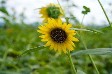A single sunflower in summer.