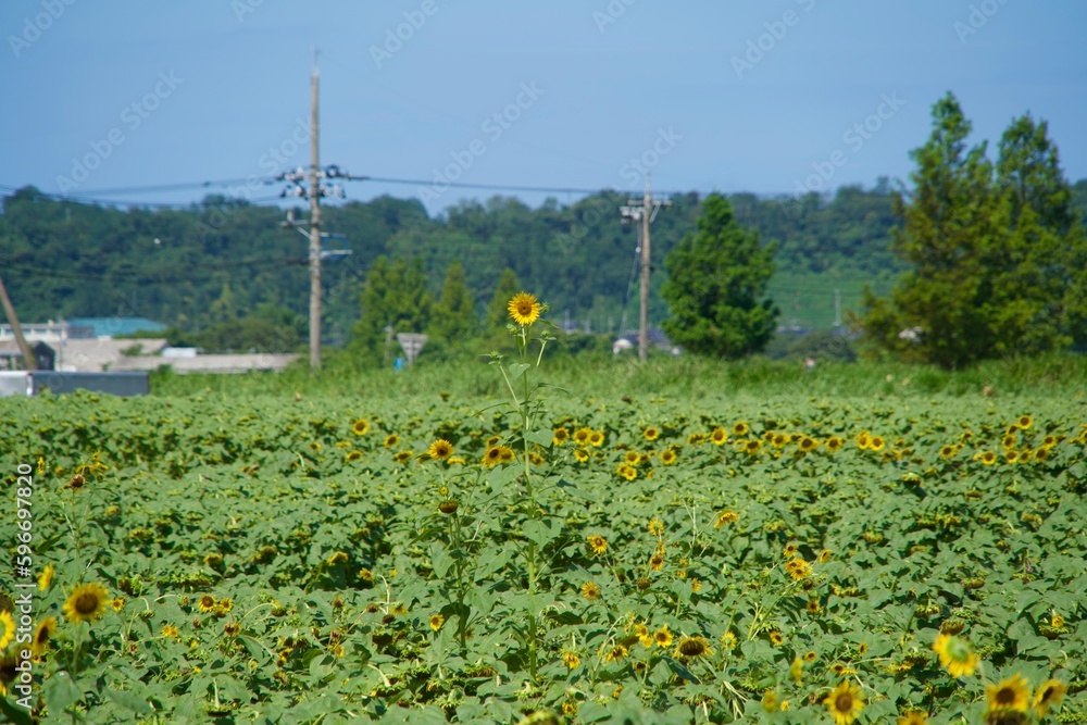 Poster One large and growing sunflower