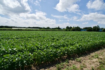 Fototapeta na wymiar Scenery of a vegetable field in summer