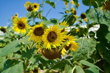 Beautiful and lovely sunflowers in summer