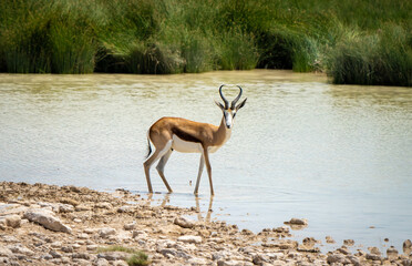 Majestic Impala of the African Bush: Dominant Male at the Waterhole in Golden Light
