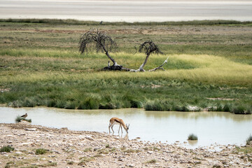 Graceful Impala Antelope Drinking at Waterhole in the African Savanna