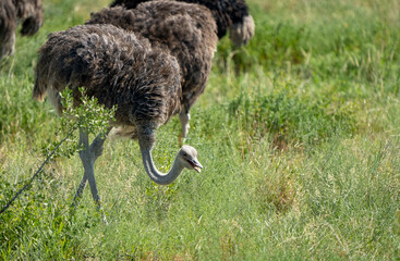Majestic Wild Ostrich Grazing in the Lush African Grassland