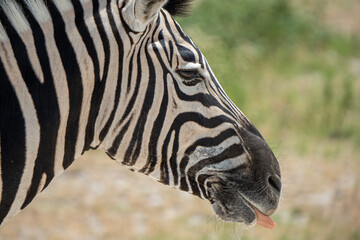 Fototapeta na wymiar Up Close and Personal: A Stunning Portrait of a Wild Zebra in its Natural Habitat