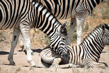 Fototapeta na wymiar Tender Moments: A Mother Zebra Comforting its Baby in the Wilds of Namibia