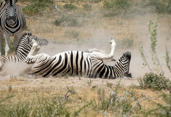 Obraz na płótnie Canvas Wild Zebra Having Fun: Joyful African Zebra Rolling in the Dust in the Savanna