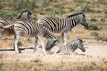 Obraz na płótnie Canvas A Heartwarming Moment in the Wild: A Mother and Baby Zebra Grazing in Namibia's African Savanna