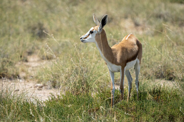 Fototapeta premium Graceful Newcomer of the Savannah: Adorable Baby Impala Antelope in the African Wilderness