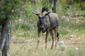 Majestic Beast of the Savannah: Powerful Wildebeest Grazing on the African Plains