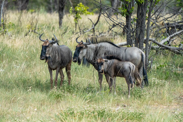 The Great Migration: A Family of Wildebeest Making their Way through the African Plains - obrazy, fototapety, plakaty