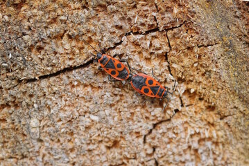 two red black small beetles mate on a brown tree in nature