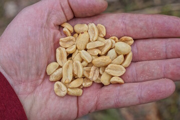 food from a pile of brown peanuts nuts lie on an open palm on a hand on the street