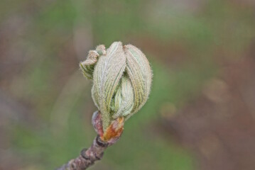 one green bud with small gray leaves on thin branches of a tree outdoors in spring park