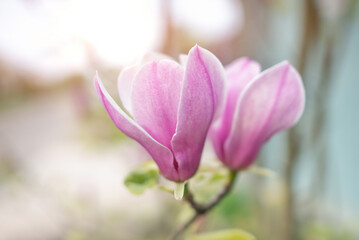 Beautiful magnolia flowers on the branches. Close-up.