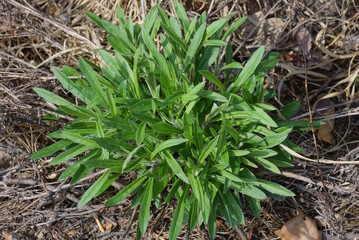 bush of green grass of wild plants on gray ground in nature
