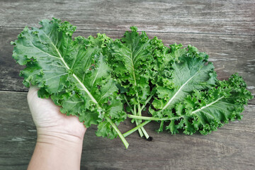 Kale green curly  plant is superfood and the Queen of food which beneficial for health and high in...