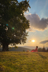 woman near old big beech tree in the mountains