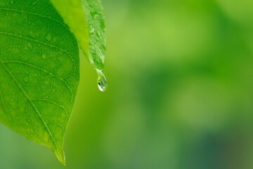 Nature of green leaves in garden at summer with sunlight. Natural green leaf plants using as spring background environment ecology or greenery wallpaper.