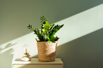 zamioculcas home plant with sunlight. Zamioculcas- Zanzibar gem, Zuzu plant at sunny apartment room