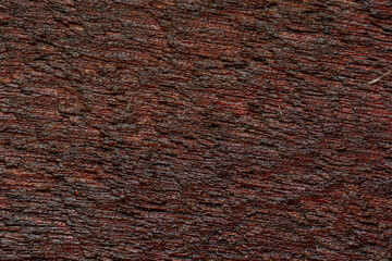 Background of bark in natural light