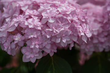 Fototapeta premium 満開の薄桃色の紫陽花の花