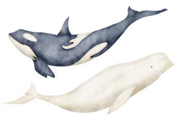 Big Whale and Beluga. Hand drawn watercolor illustration of underwater animals on isolated background. Set of polar mammal fish and orca killer for zoo design. North marine wild life for icon or logo.