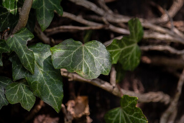 Ivy, Hedera helix or European ivy climbing. Close up photo.