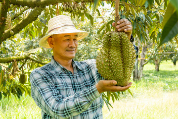durian farmer with durians on the durian tree in a durian orchard