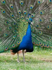 Obraz premium Portrait d'un paon qui fait la roue