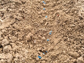 Beet seeds in fertile soil in spring. Vegetable growing