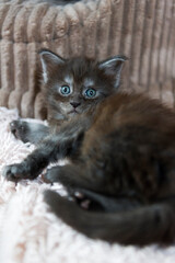 Liegendes Maine Coon Kitten in der Farbe black - smoke