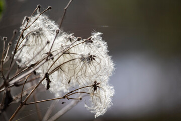 Dry seedheads of the wild clematis Clematis vitalba in winter