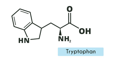 Tryptophan Molecule Structure. (l-tryptophan, Trp, W) Skeletal formula. Amino acid.
