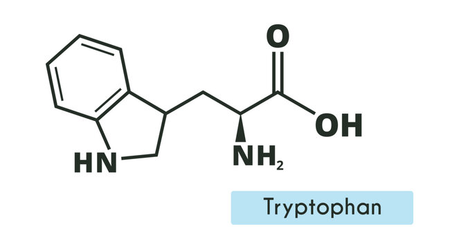 Tryptophan Molecule Structure. (l-tryptophan, Trp, W) Skeletal formula. Amino acid.