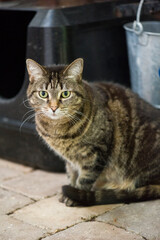 Getigerte Hauskatze auf der Terrasse