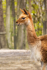 Portrait of lama Vikunja. Vicugna vicugna.