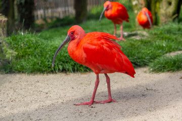 The scarlet ibis. Eudocimus ruber looking for food.