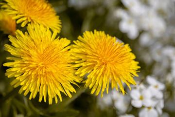 Yellow flowers of dandelions in green backgrounds. Spring and summer background.