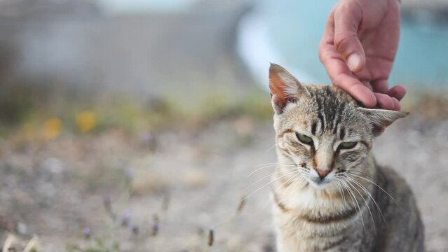 Man's hand petting a Cat on his Head. the kindness of This Guy makes the Kitty happy and closing his Eyes as sign of Comfort Feeling. grey tabby Cute cat 